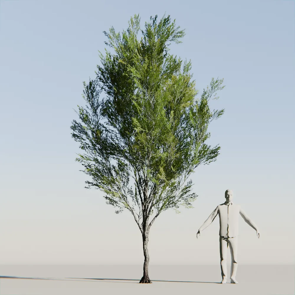 Coral Bark Tree Animated Lowpoly