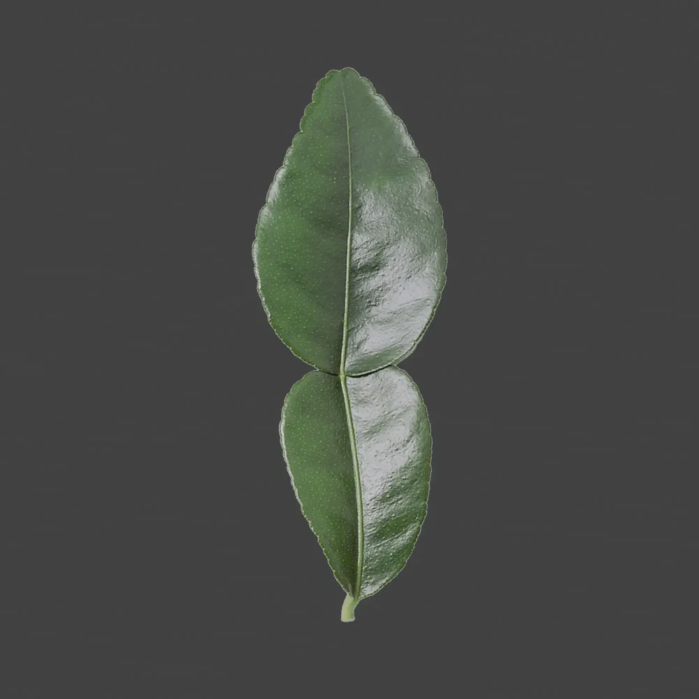 Kaffir Lime Leaves