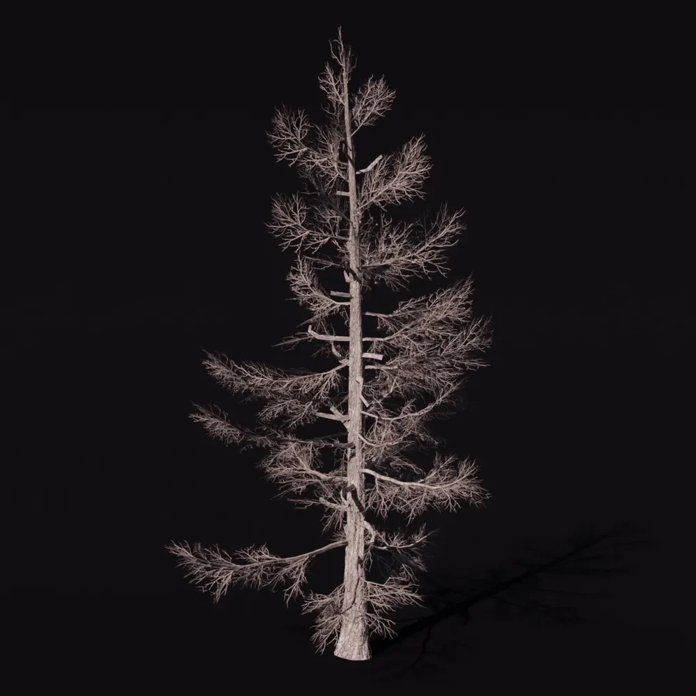 Tree Larchsiberian Bare A3