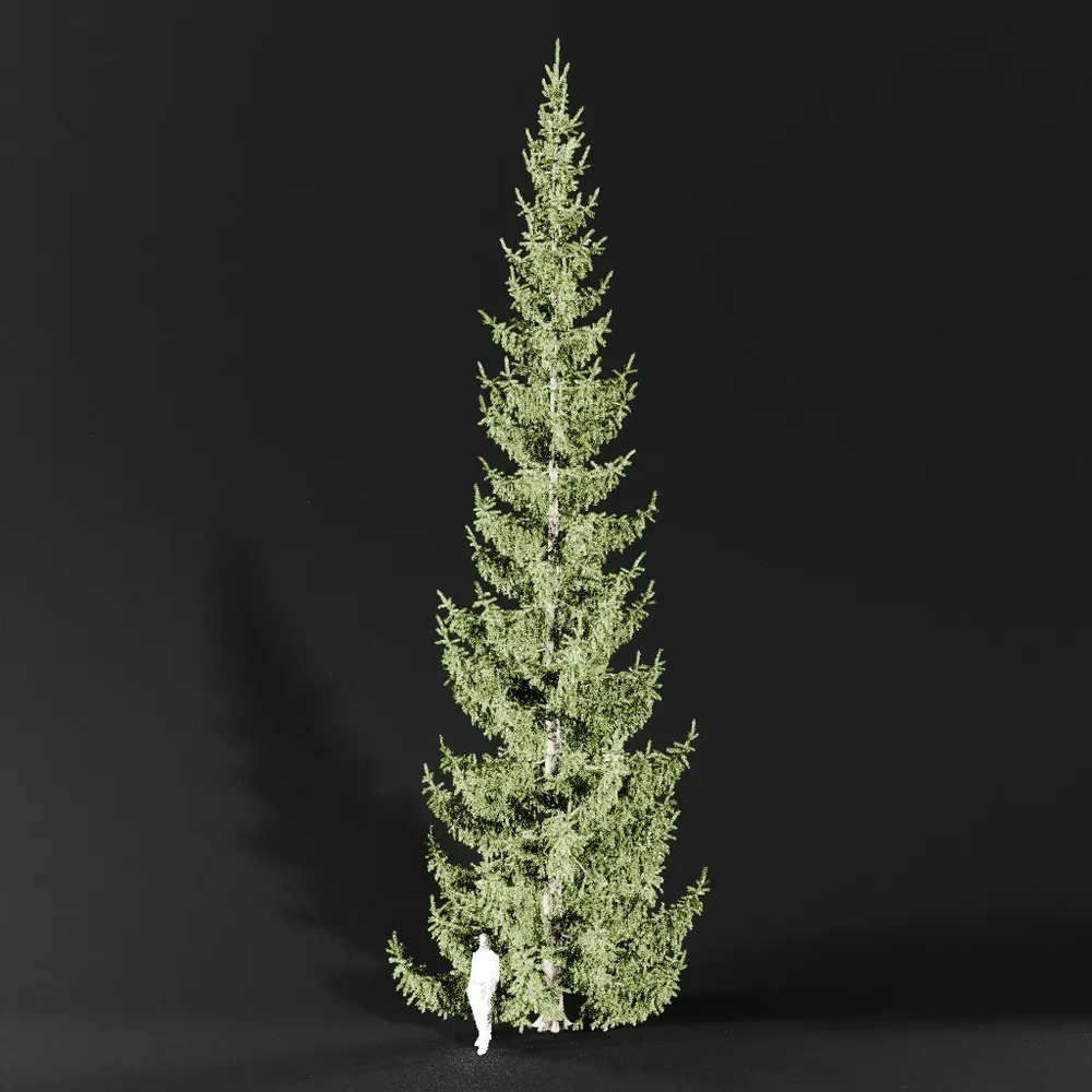 Norway Spruce Picea Abies 15m