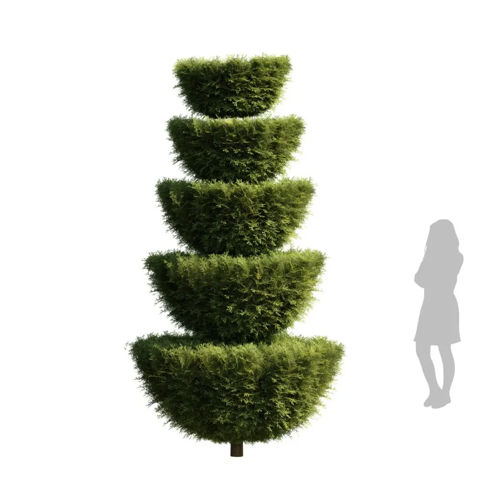 Bushe Spiral Italian Cypress Trees5