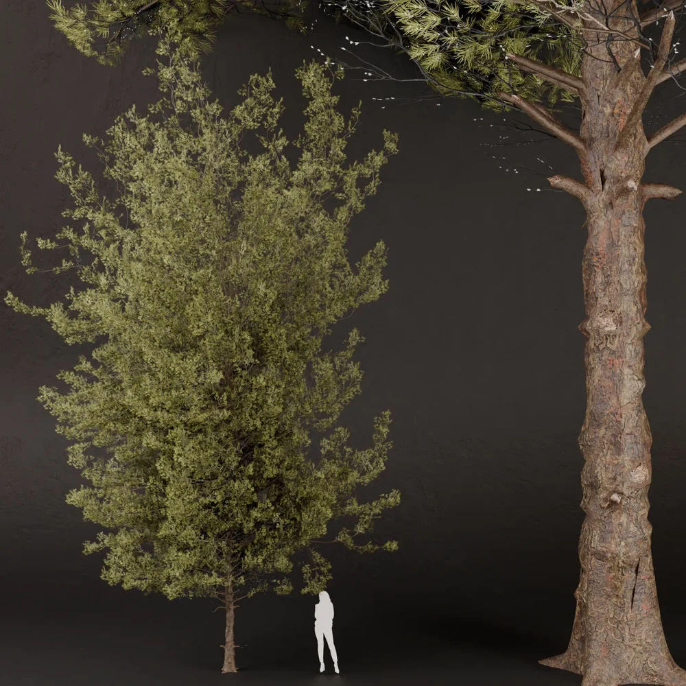 Sj-Lowpoly Pine Forest Set