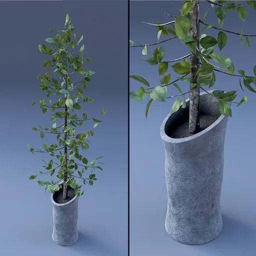 Plant Vase