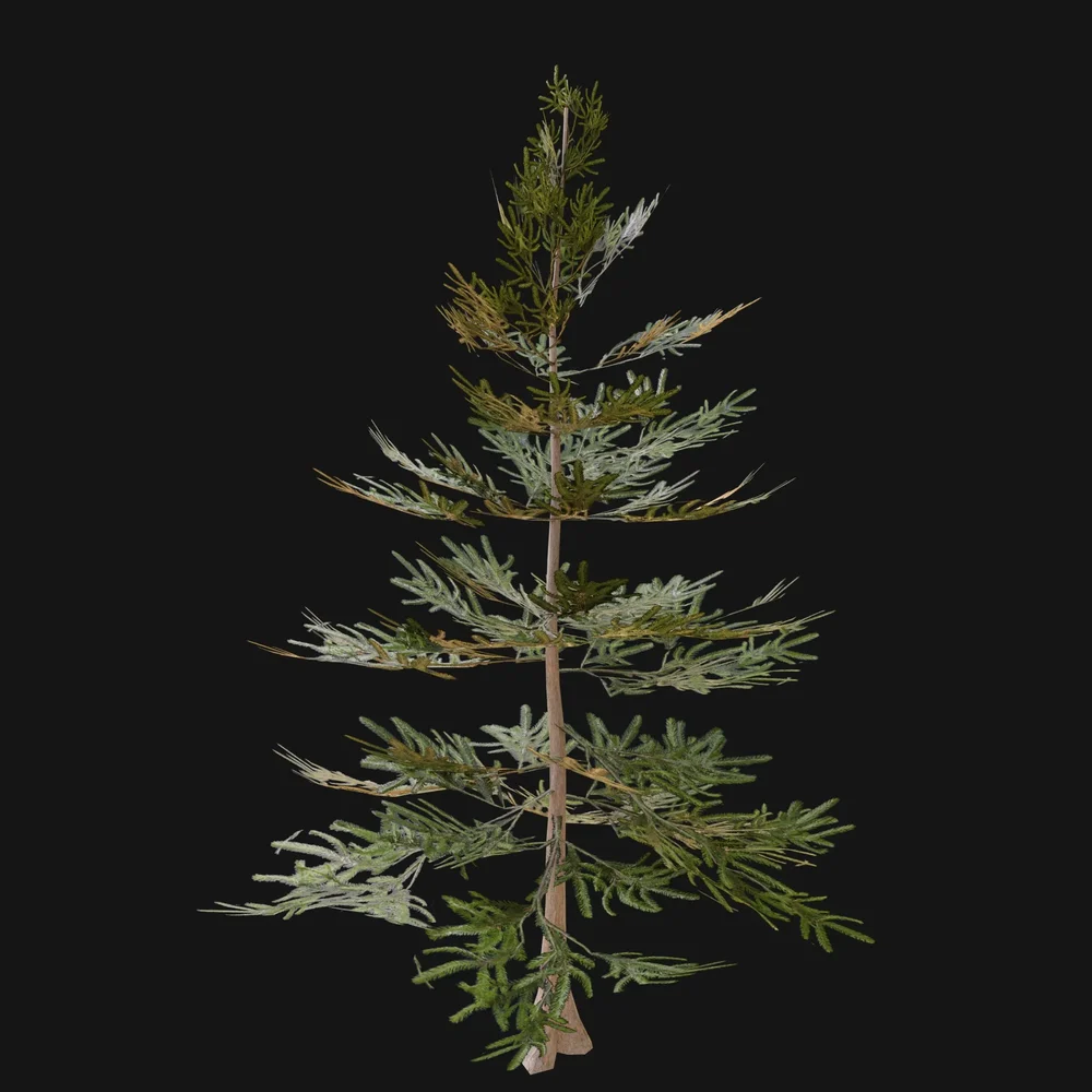 Norway Spruce Tree Sap 01