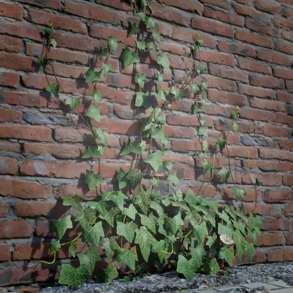 Ivy Creeper Going Up 1m 04