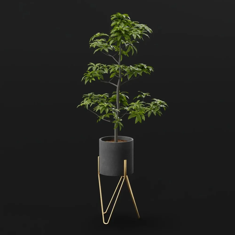Tree Avacado Sml Potted