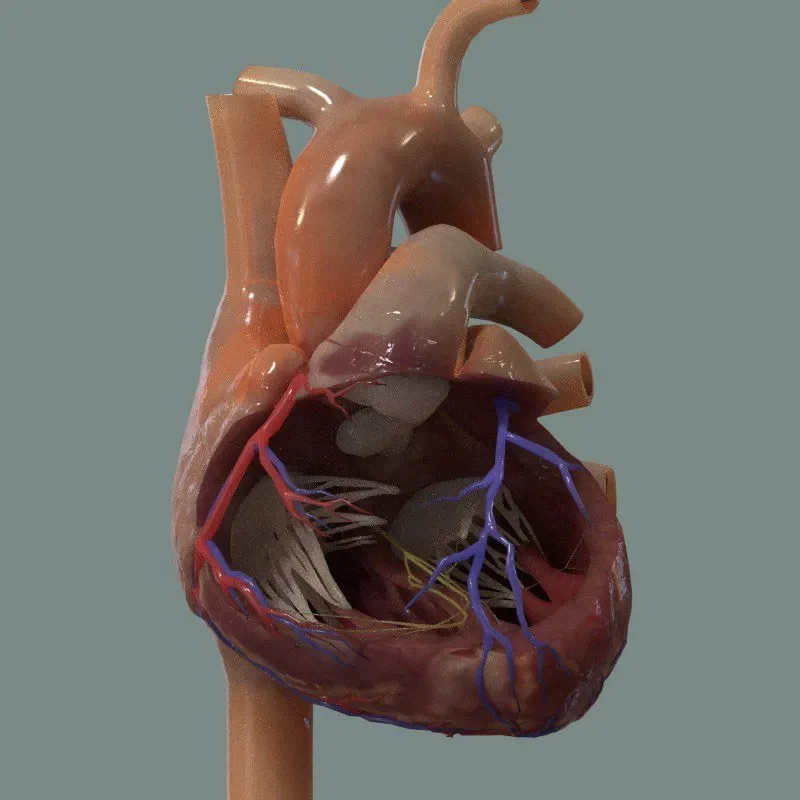 Human Heart Interior