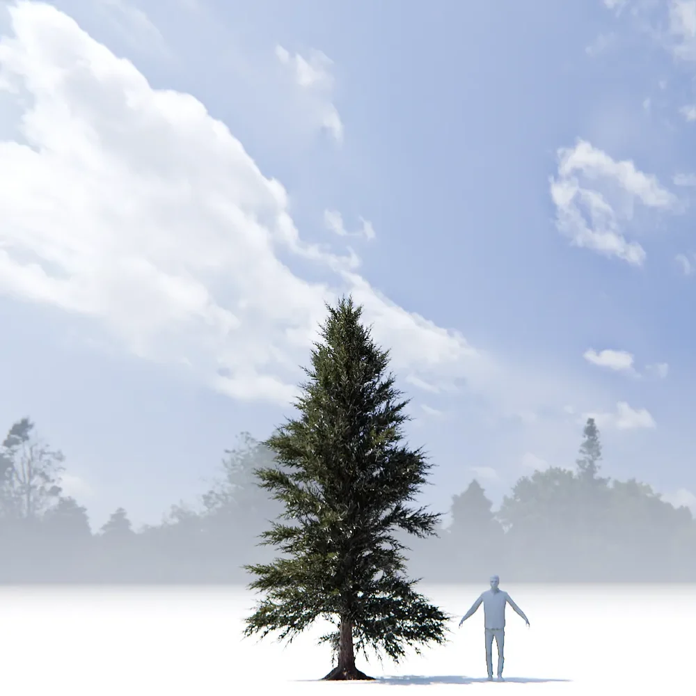 Pine Tree Variation