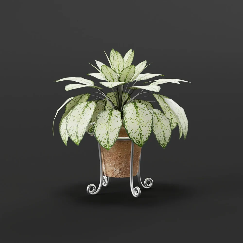 Aglonema V4