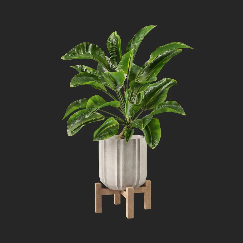 Money Plant