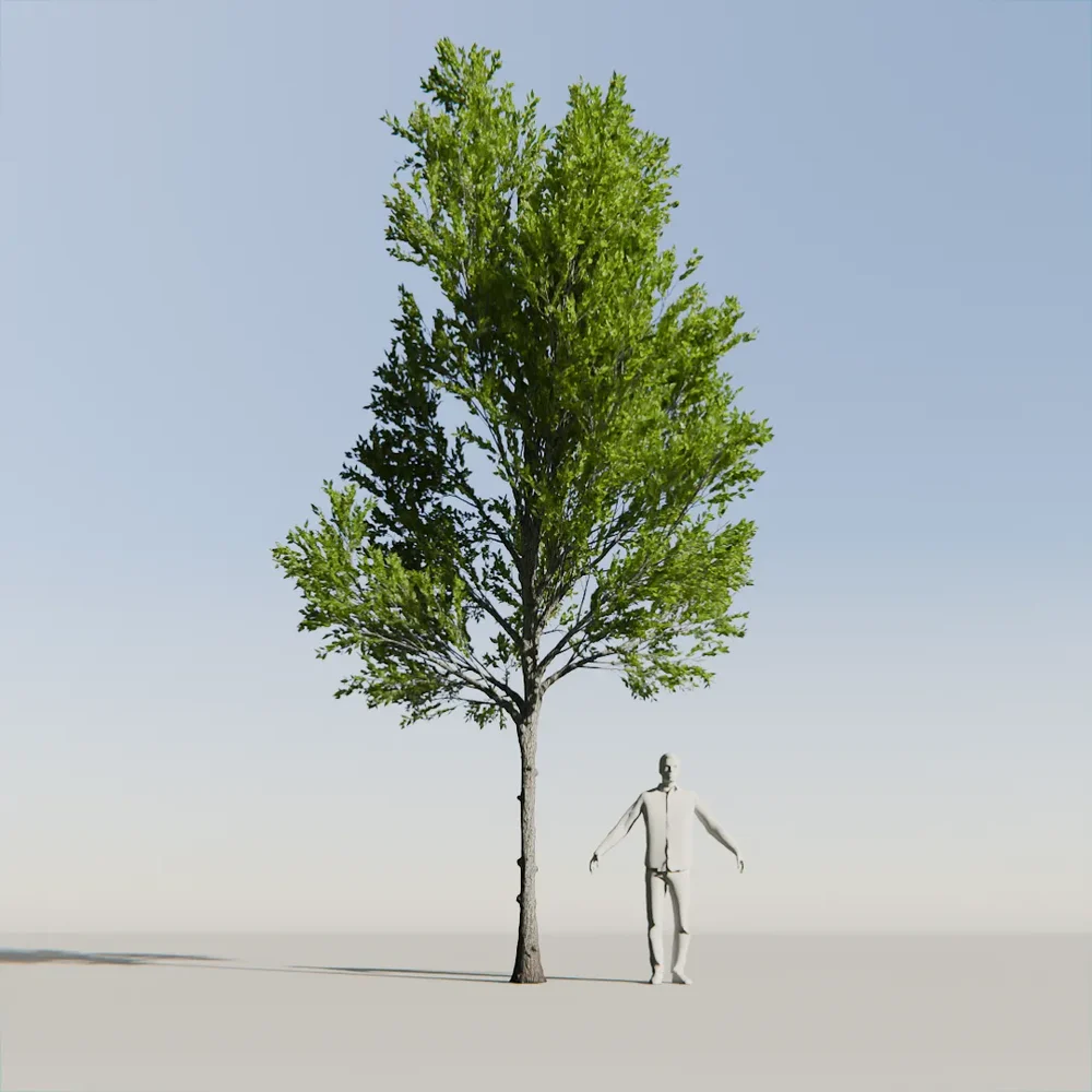 Katsura Tree Variation