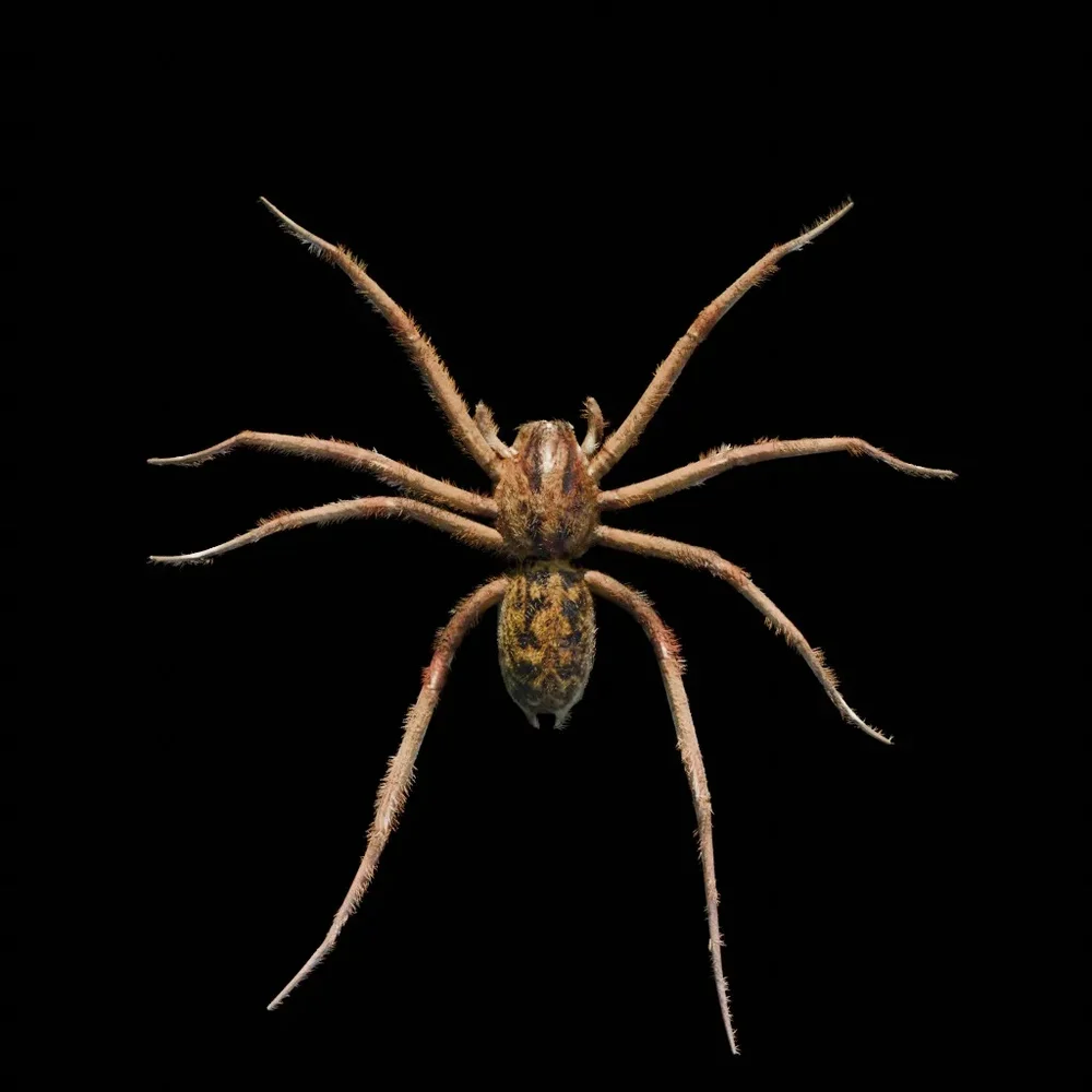 Real Spider
