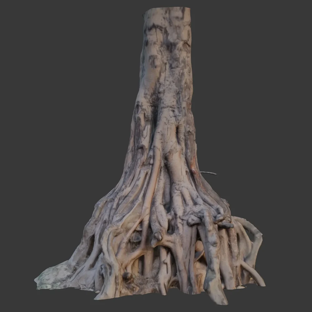 Tree Trunk With Exposed Roots