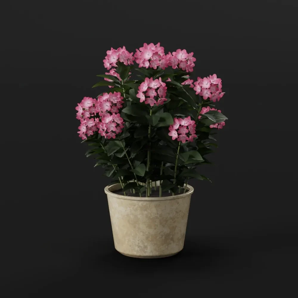Pink Hydrangea