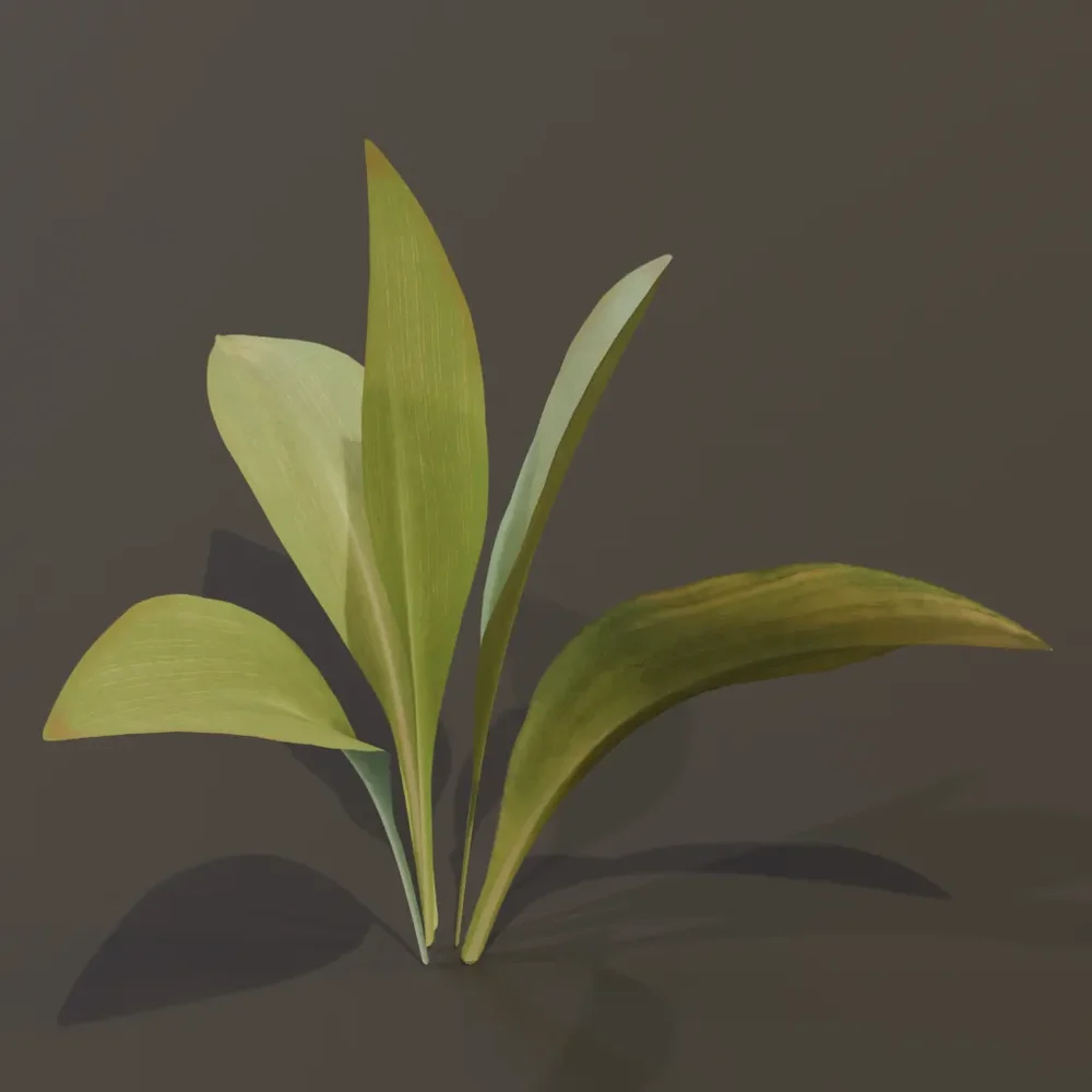 Haran Cast Iron Plant Sapling