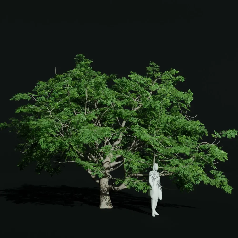 Gumbo Limbo Ancient Var