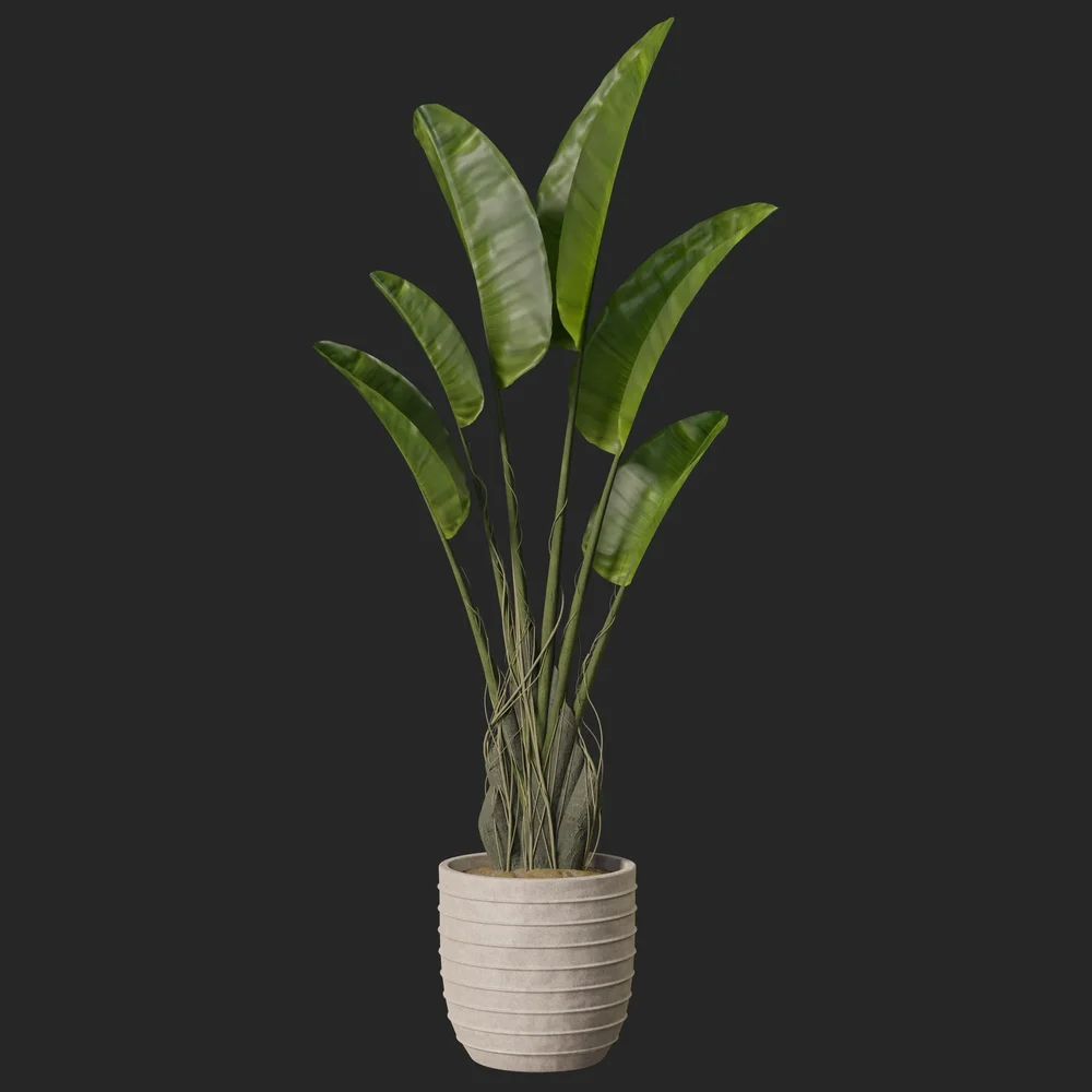 Plant