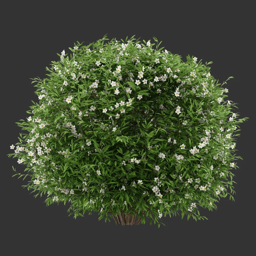 Spherical Flowering Bush Q