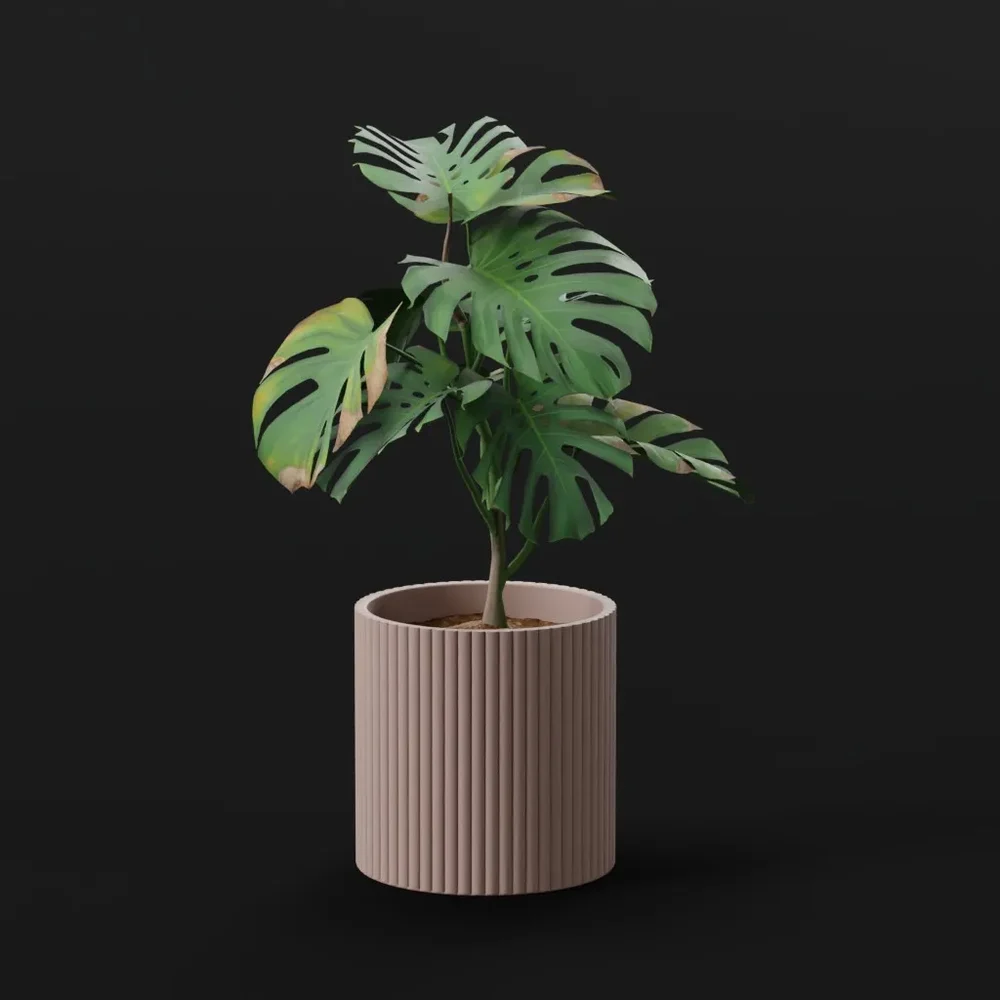 Monestera Plant Small Var Potted