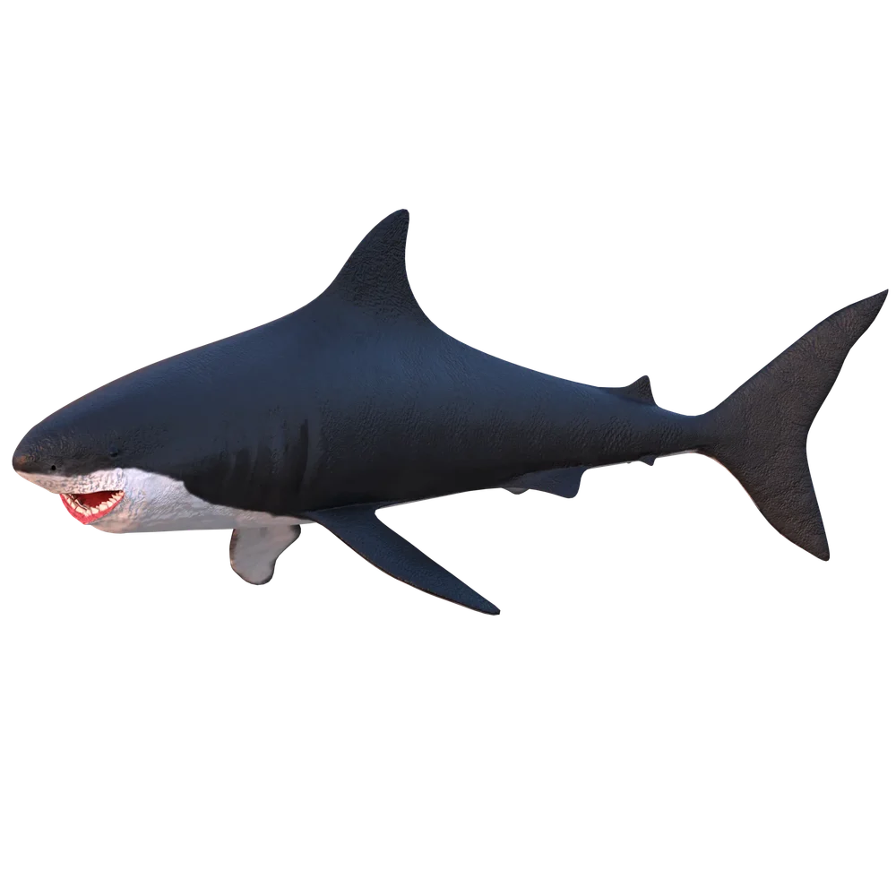 Great White Shark