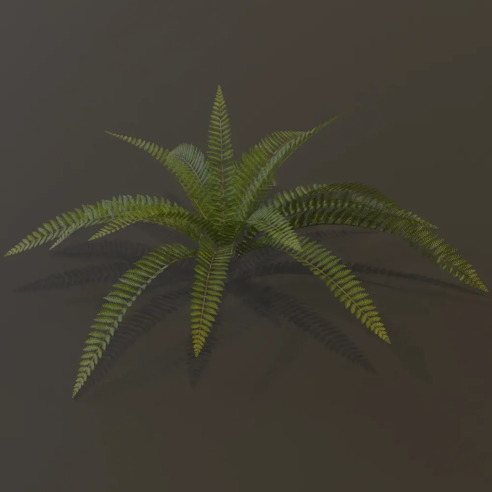 Wild Fern Small Var