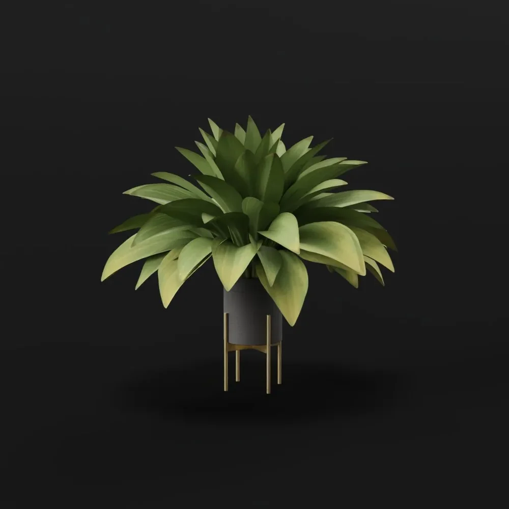 Haran Iron Plant Elder Potted