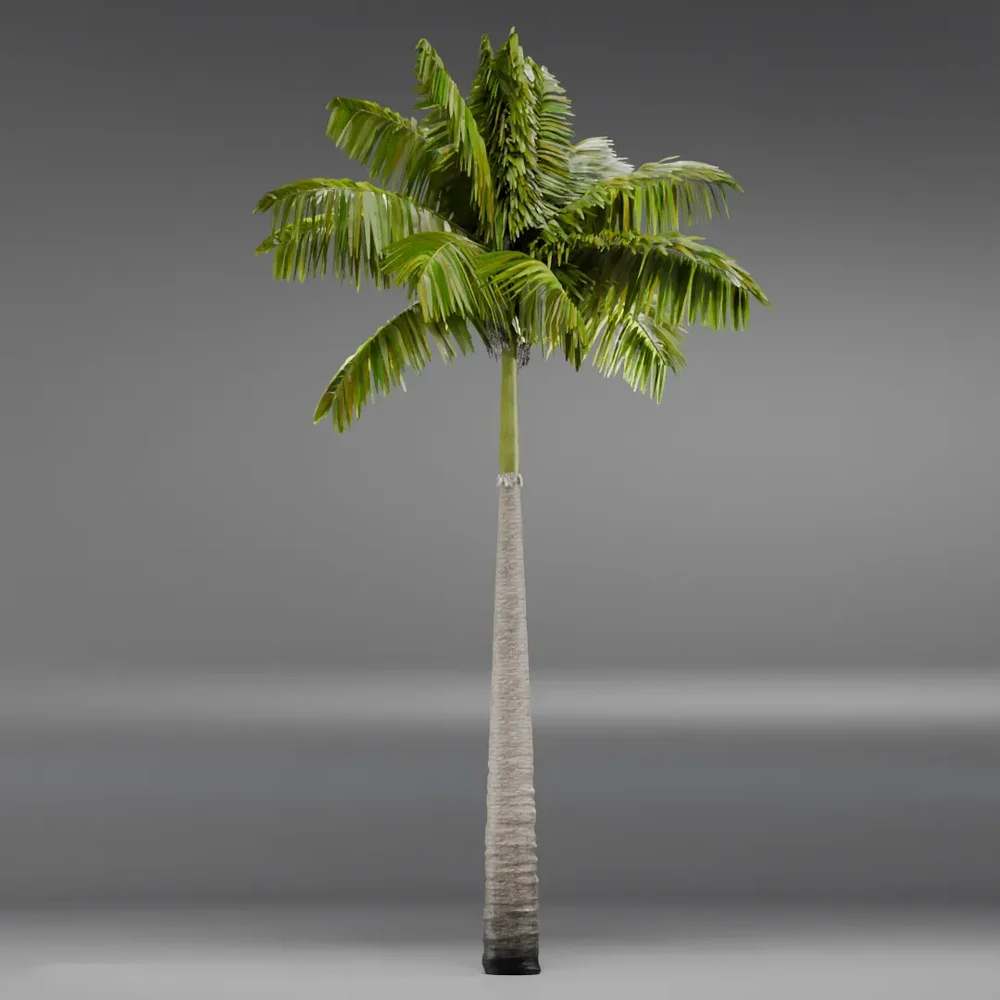 Imperial Palmtree