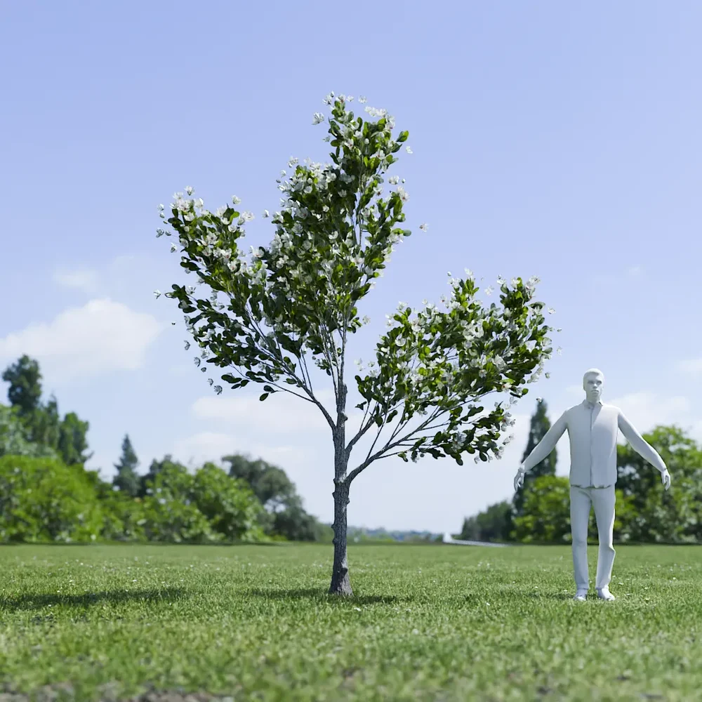 Magnolia Tree