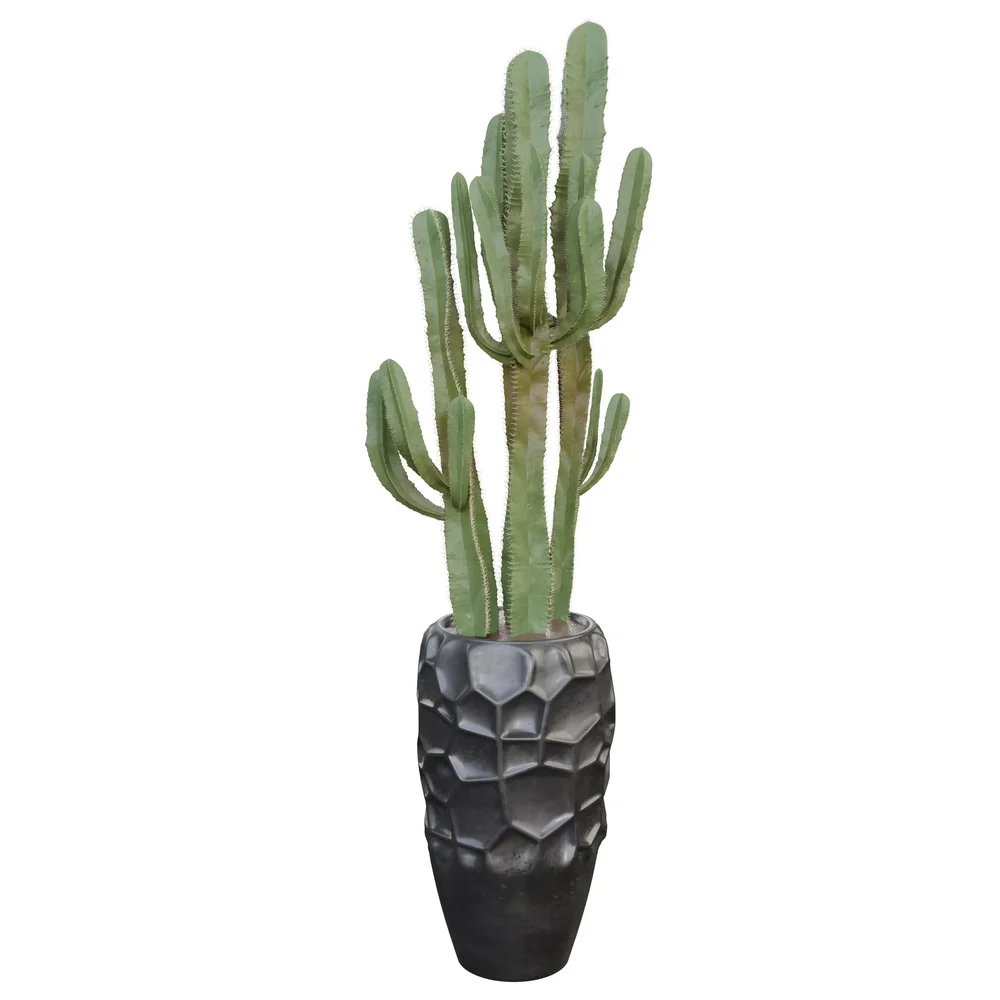 Cactuses Seta