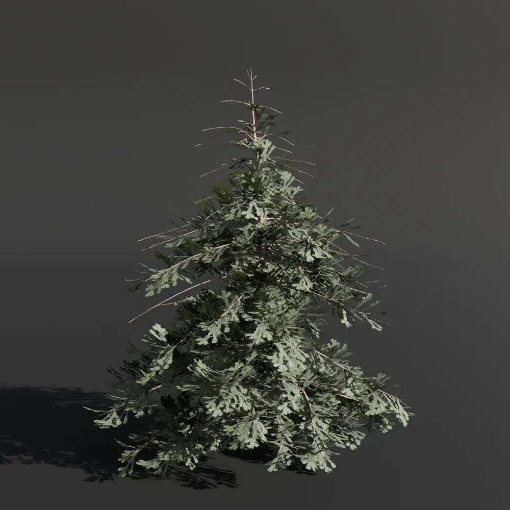 Abies Alba Silver Fir Small Sapling