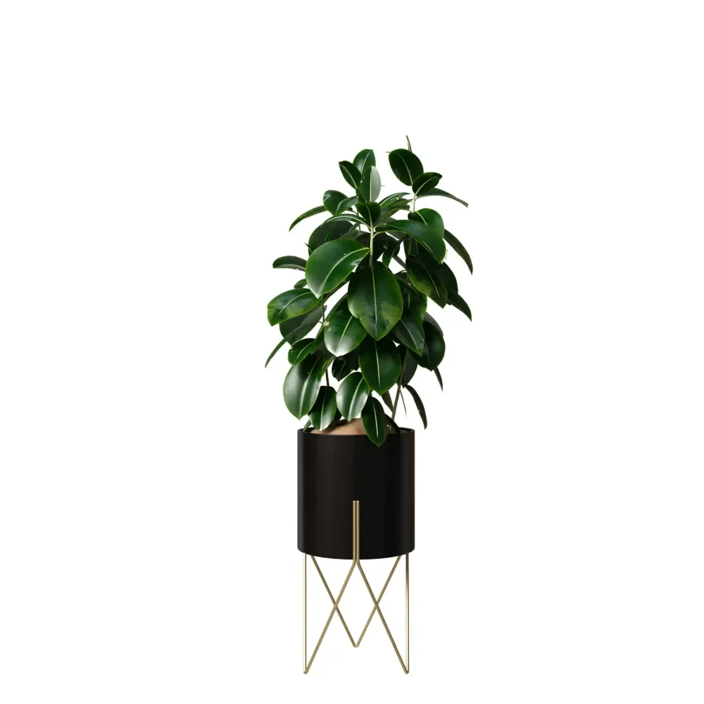Rubber Ficus Elastica Abidjan Melany
