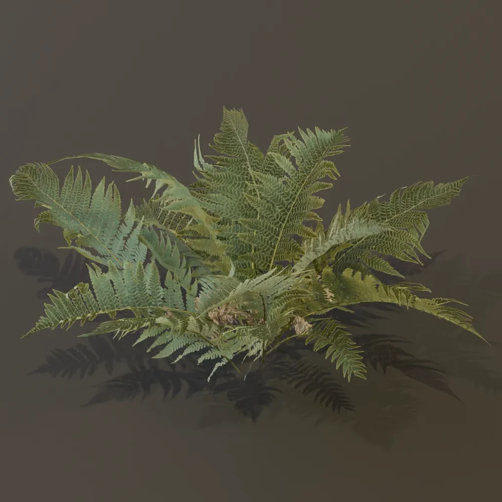 Lady Fern Elder