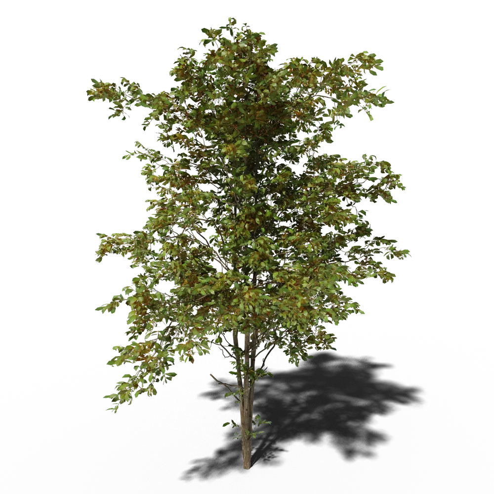 Combretum Molle Tree V4