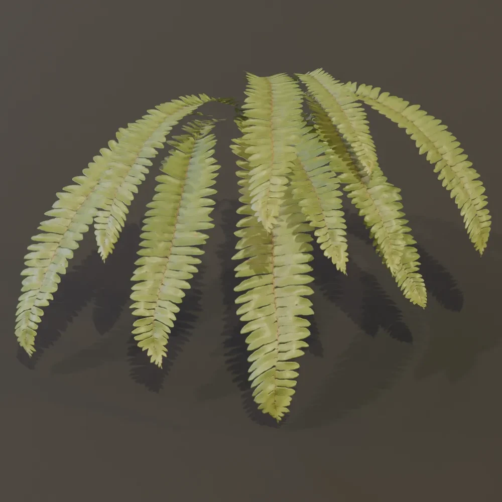 Hart Tongue Fern Wall
