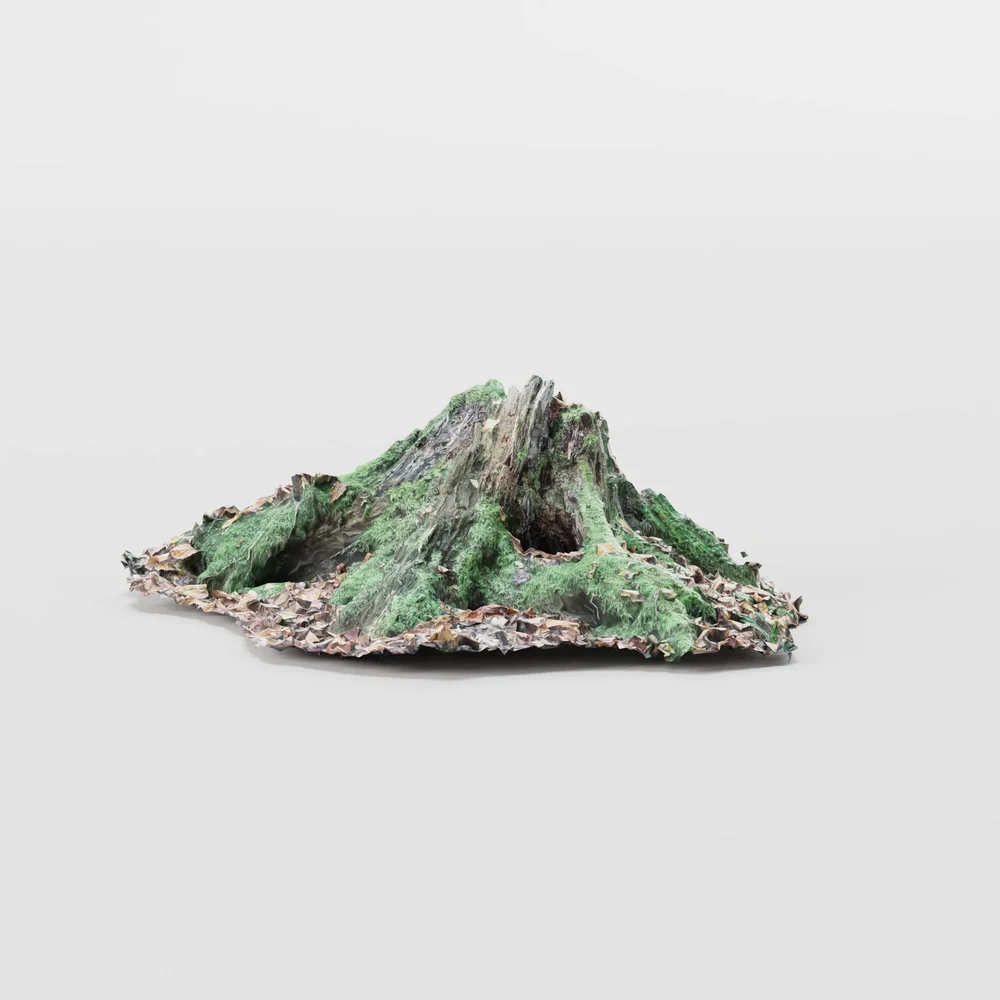Tree Root On Hill Photoscan