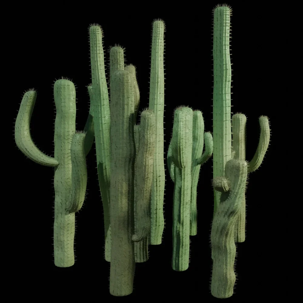 Arrangement Of 11 Different Cactus