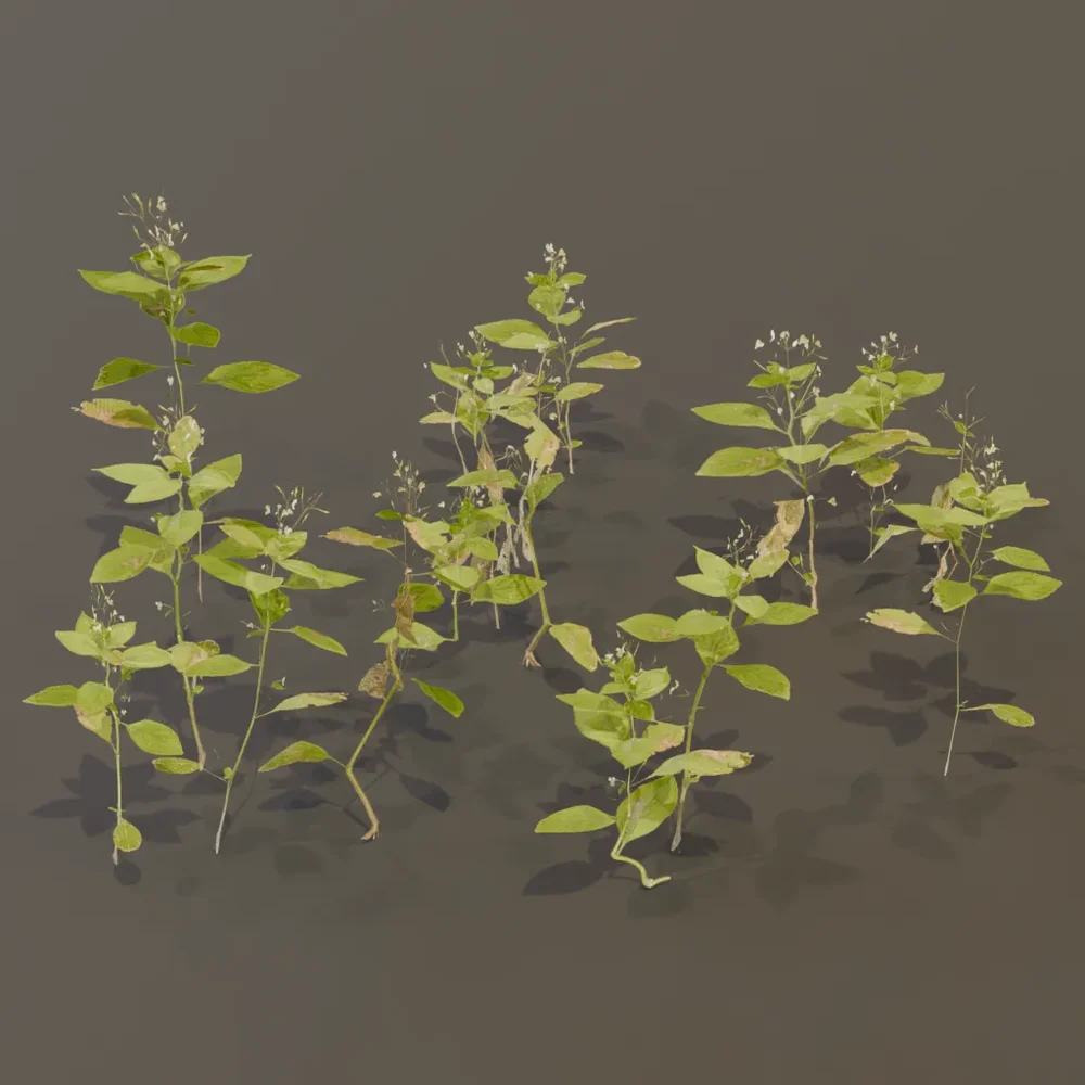 Balsam Impatiens Perviflora Plant Small