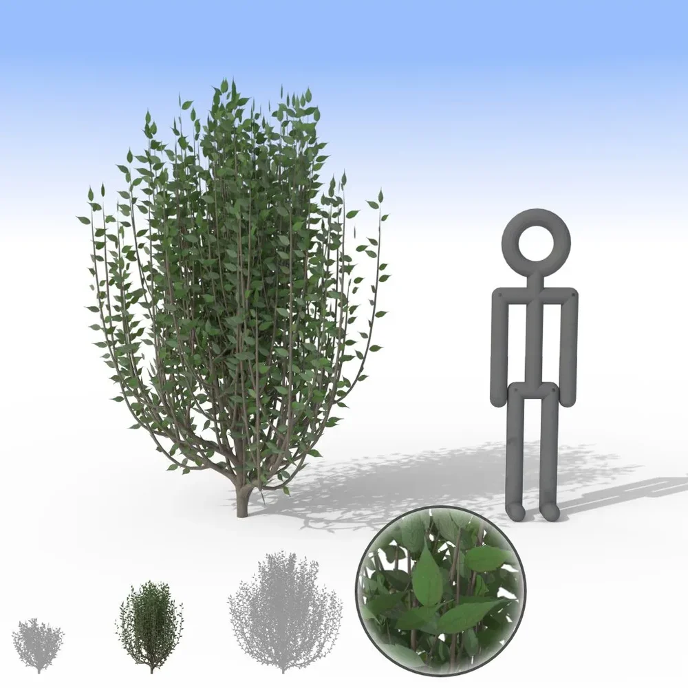 Spindly Bush - Medium
