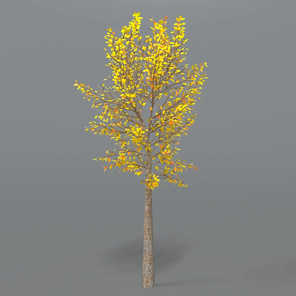Street Tree