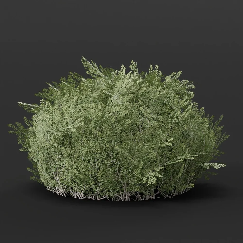 Boxwood Hedge Round Big