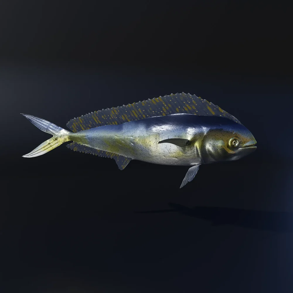 Rigged Mediterranean Fish (Llampuga- Female)