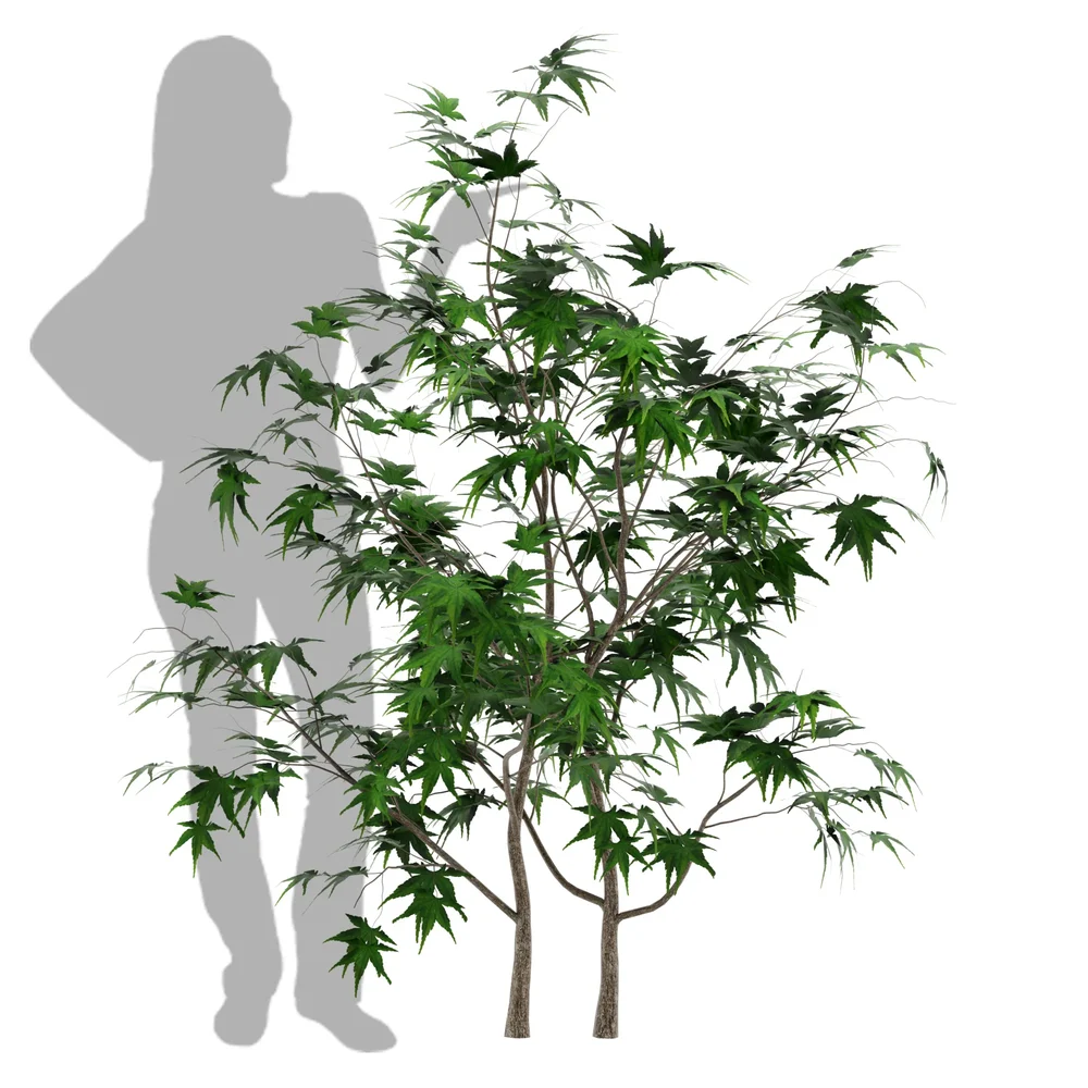 Japanese Maple Tree
