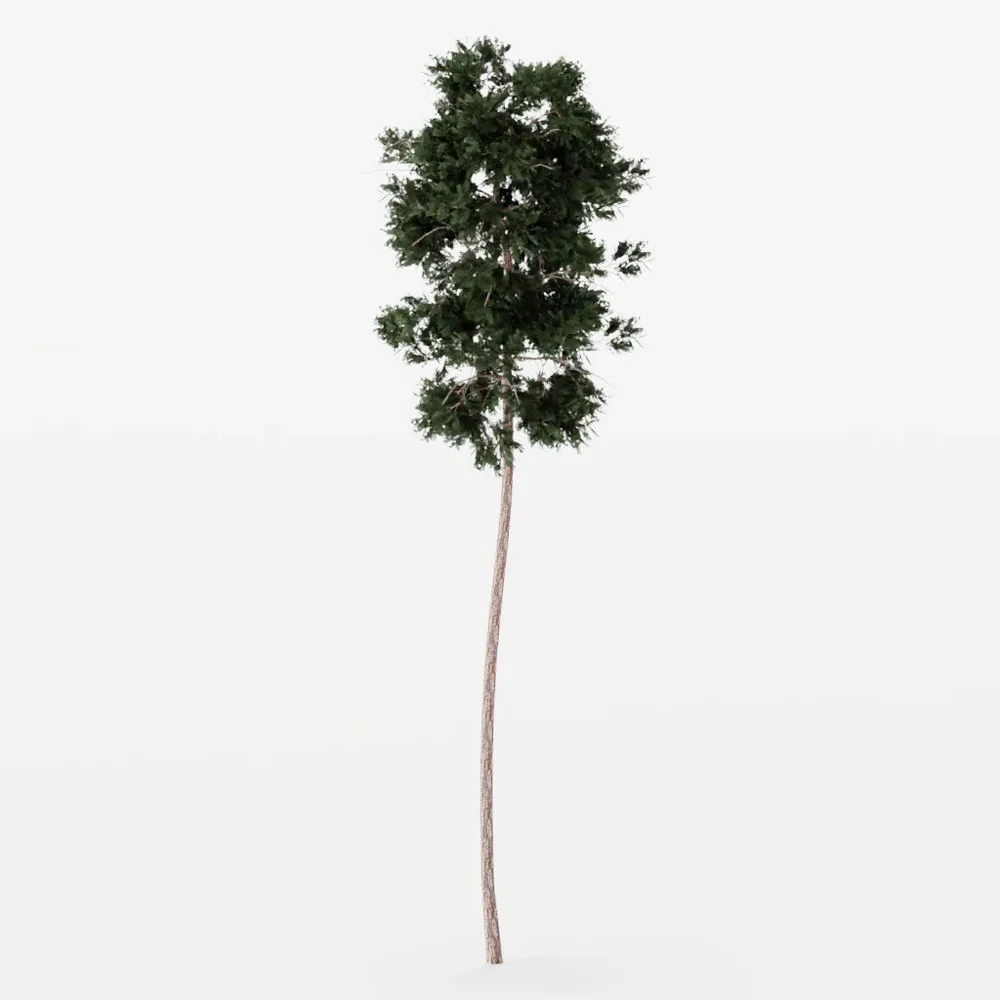 Forest Pine Tree 2