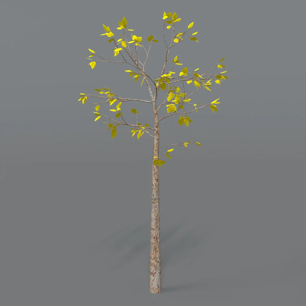 Street Tree