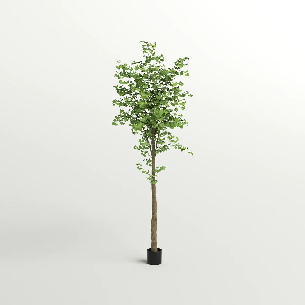 Tall Ginkgo Tree In Black Planter