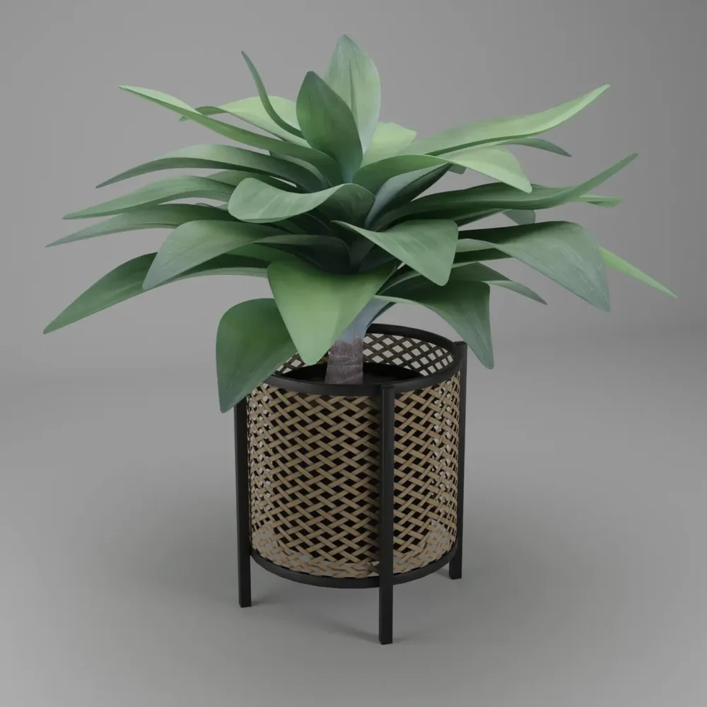 Agave Plant In Wicker Basket