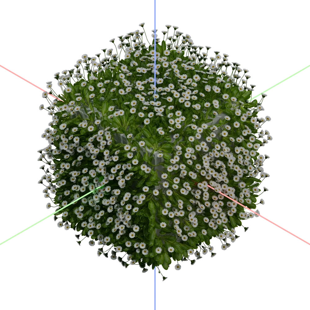 Common Daisy Growth Simulation