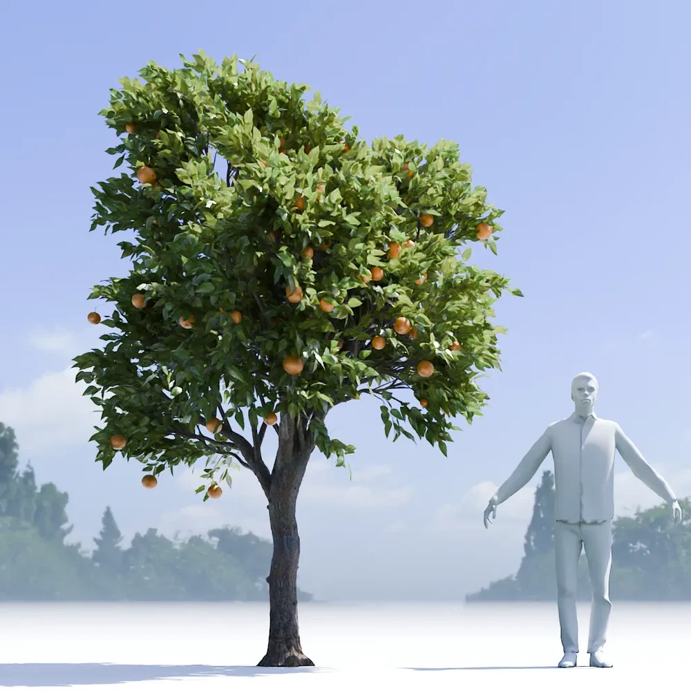 Orange Tree