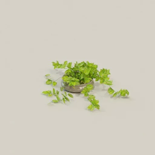 Epipremnum Aureum