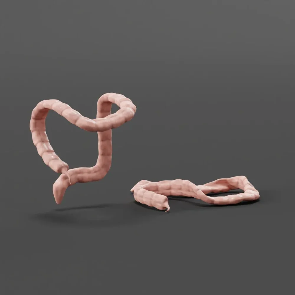 Exposed Large Intestine